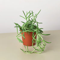 succulent paper craft Live String of Fish Hooks