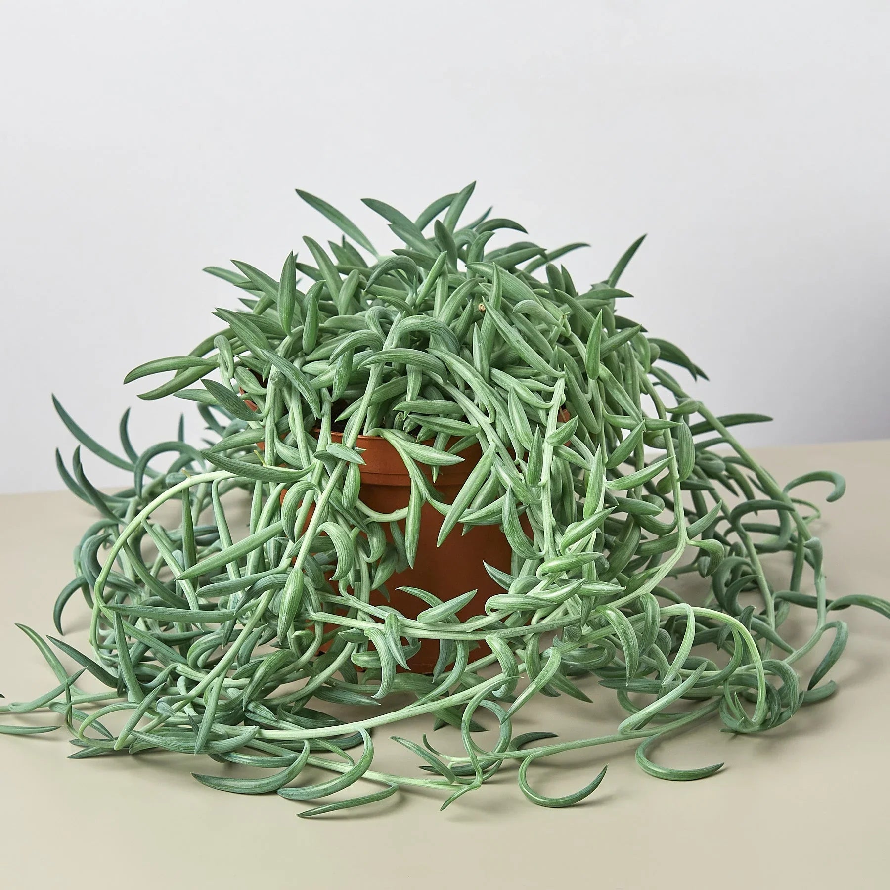 String of Fish Hooks