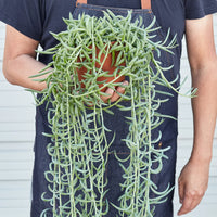 string of fishhooks succulent Senecio Succulent 'Fish Hooks'