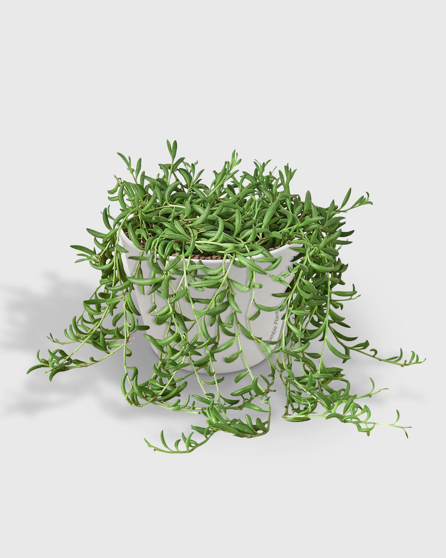 String of Bananas