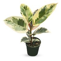 Ficus Tineke Variegated Rubber Plant