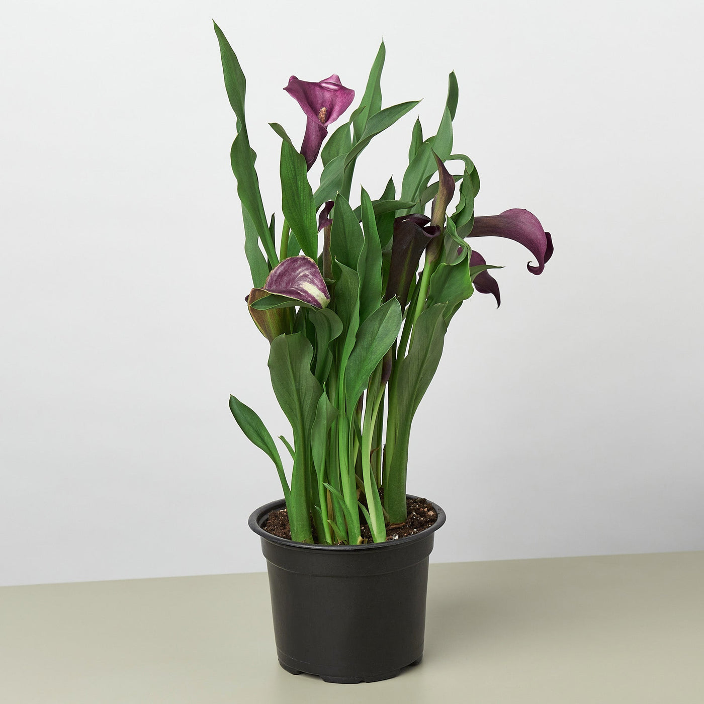 Cally Lily Flowers