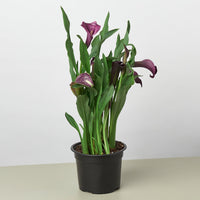 Cally Lily Flowers