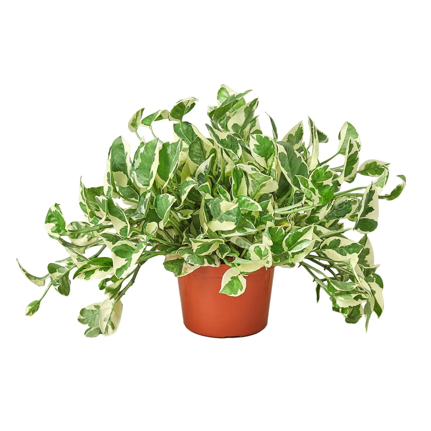 Epipremnum Aureum Pothos NJoy Pearls