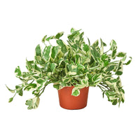 Epipremnum Aureum Pothos NJoy Pearls