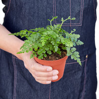 Asplenium Dimorphum x Difforme Fern