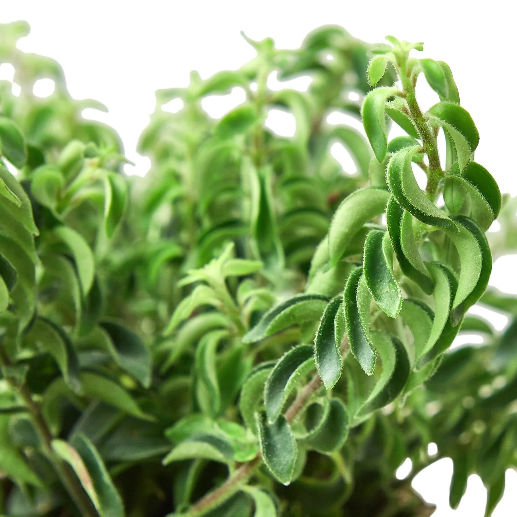 Aeschynanthus Radicans Curly Lipstick Plant