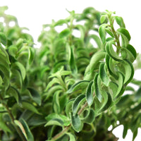Aeschynanthus Radicans Curly Lipstick Plant