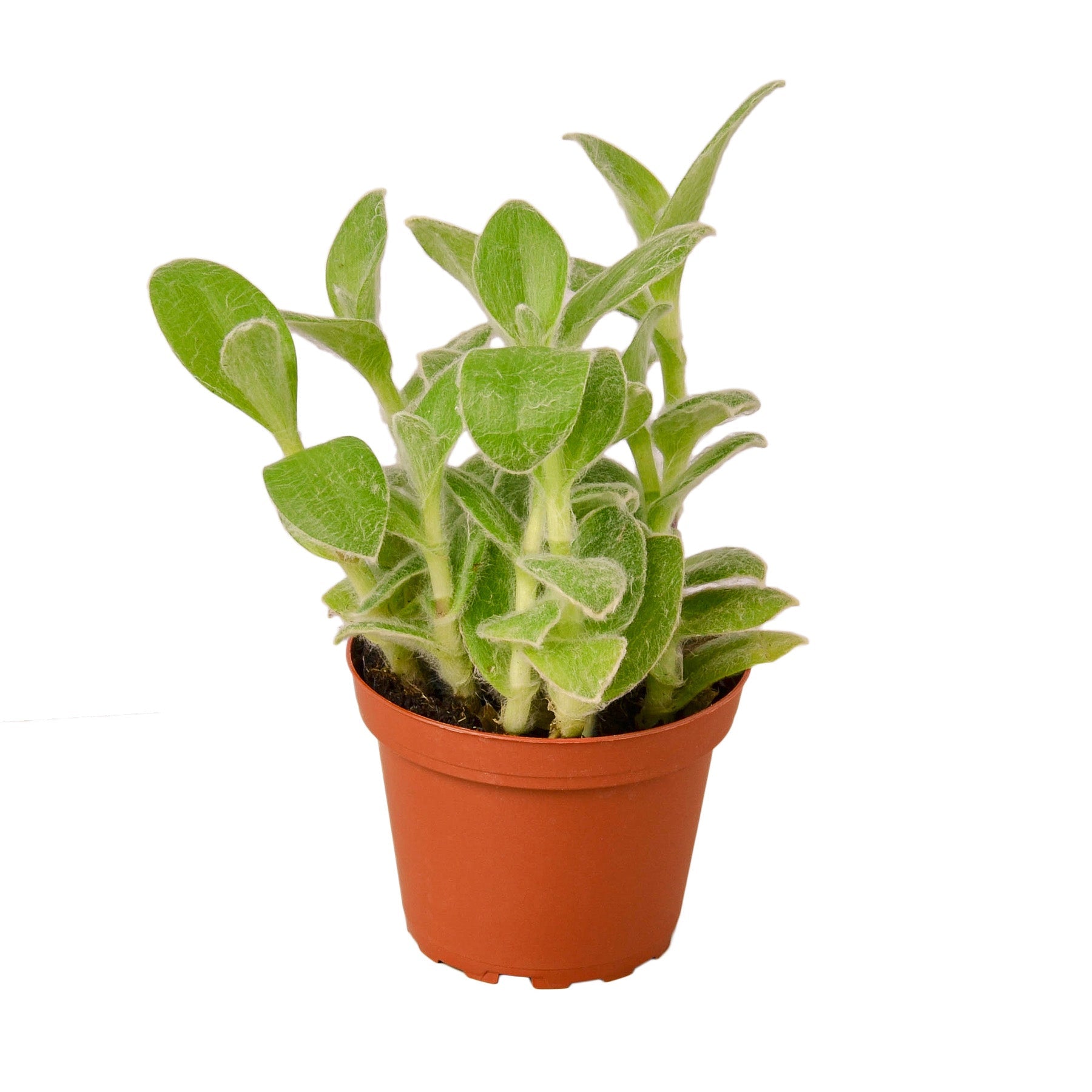 Tradescantia Sillamontana (White Velvet)