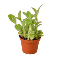 Tradescantia Sillamontana (White Velvet)
