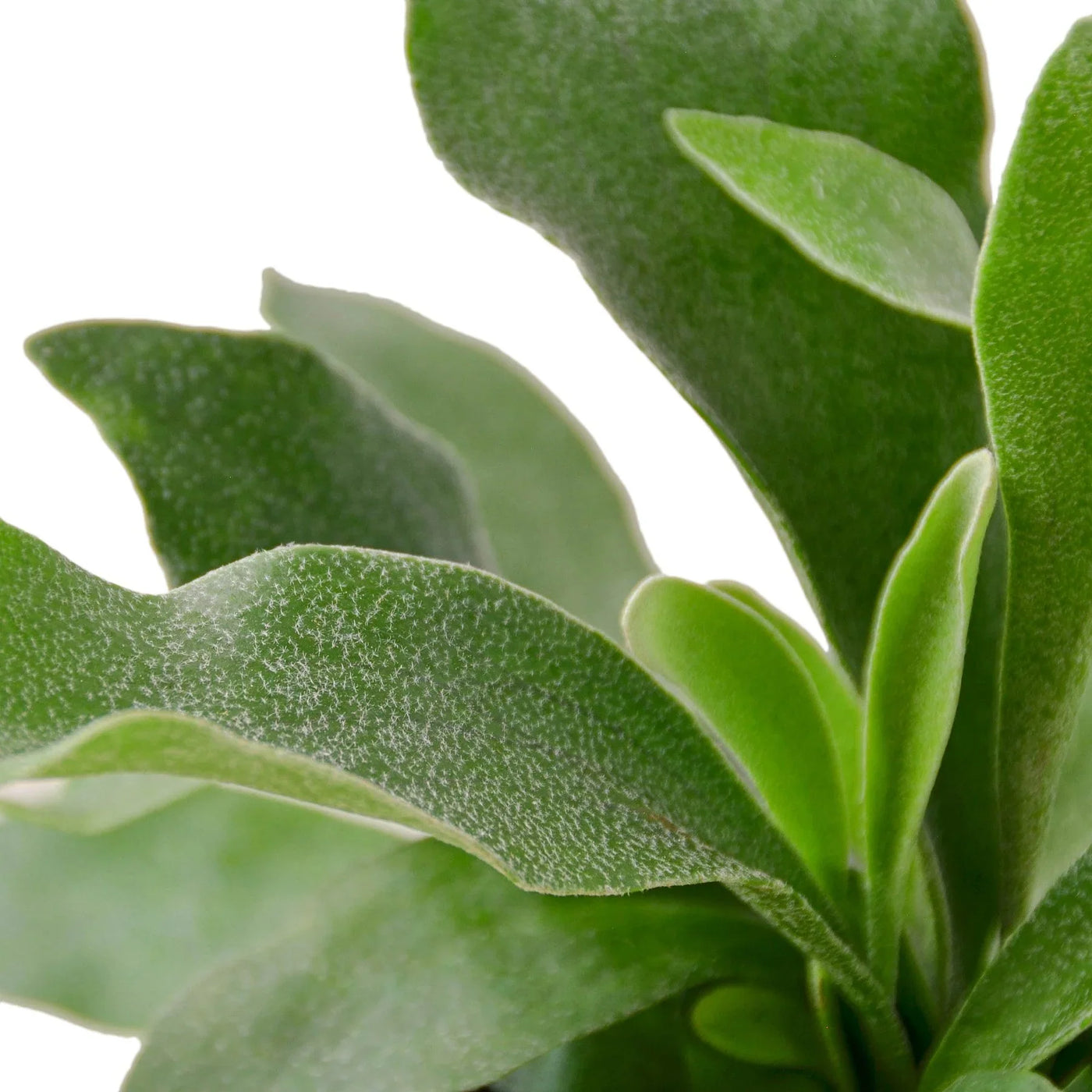 Platycerium Bifurcatum Staghorn Fern