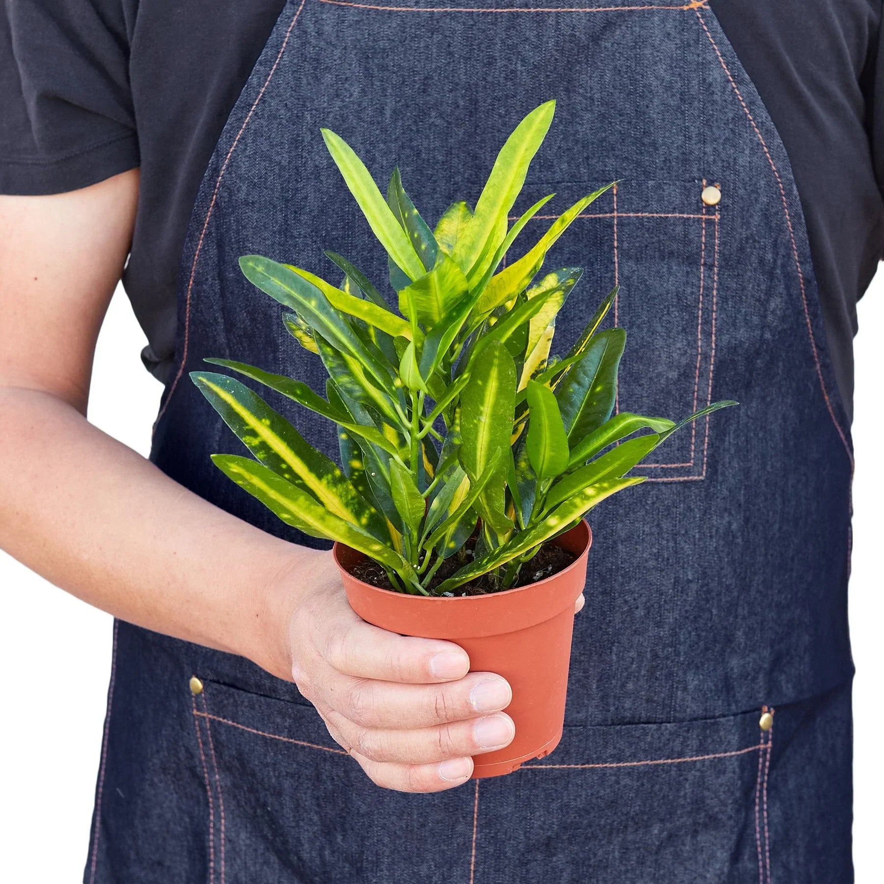 Croton Codiaeum 'Sunny Star'