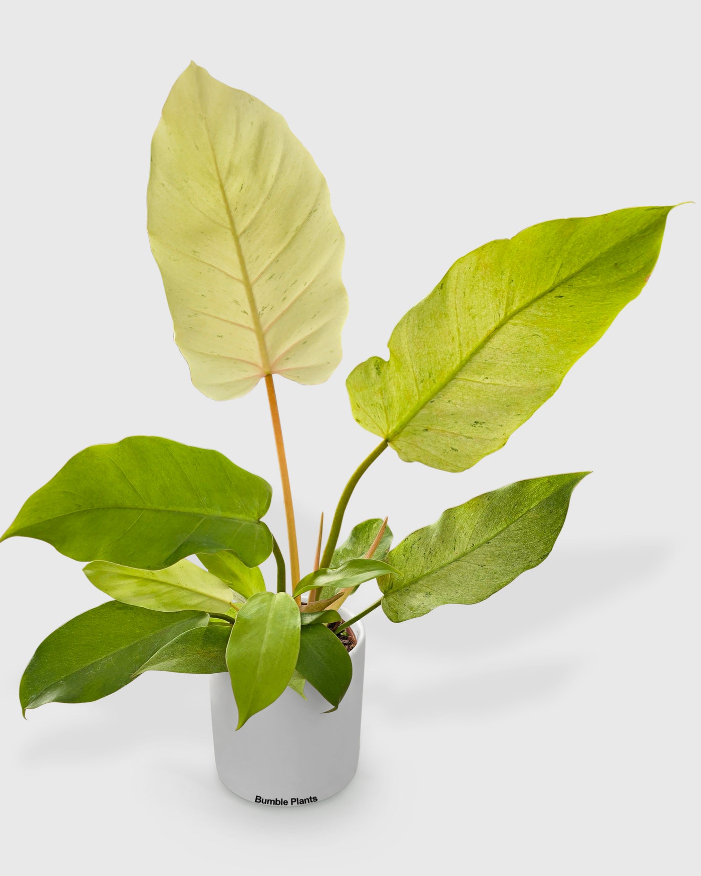 philodendron snowdrift rare Live Philodendron Snowdrift
