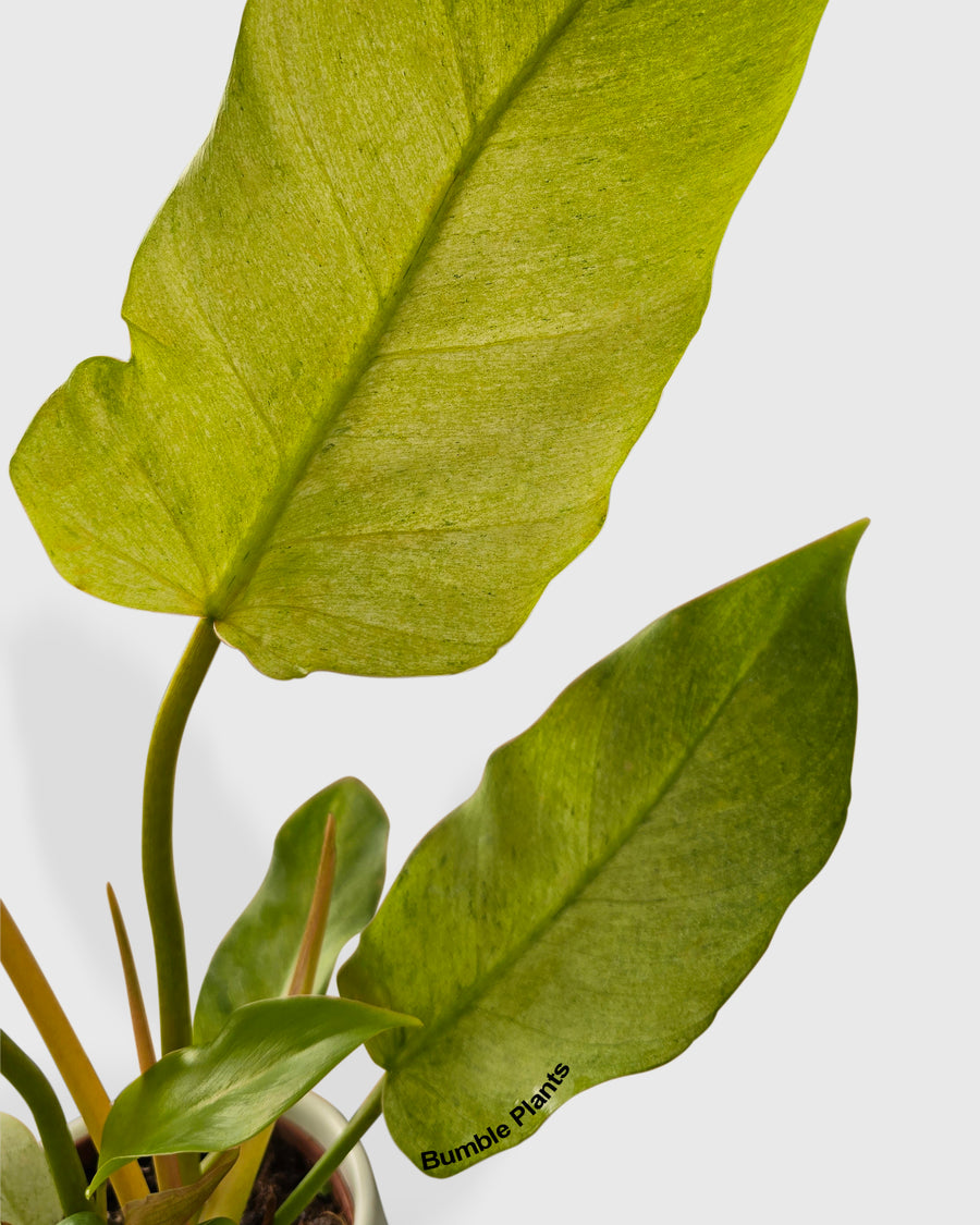 Philodendron Snowdrift