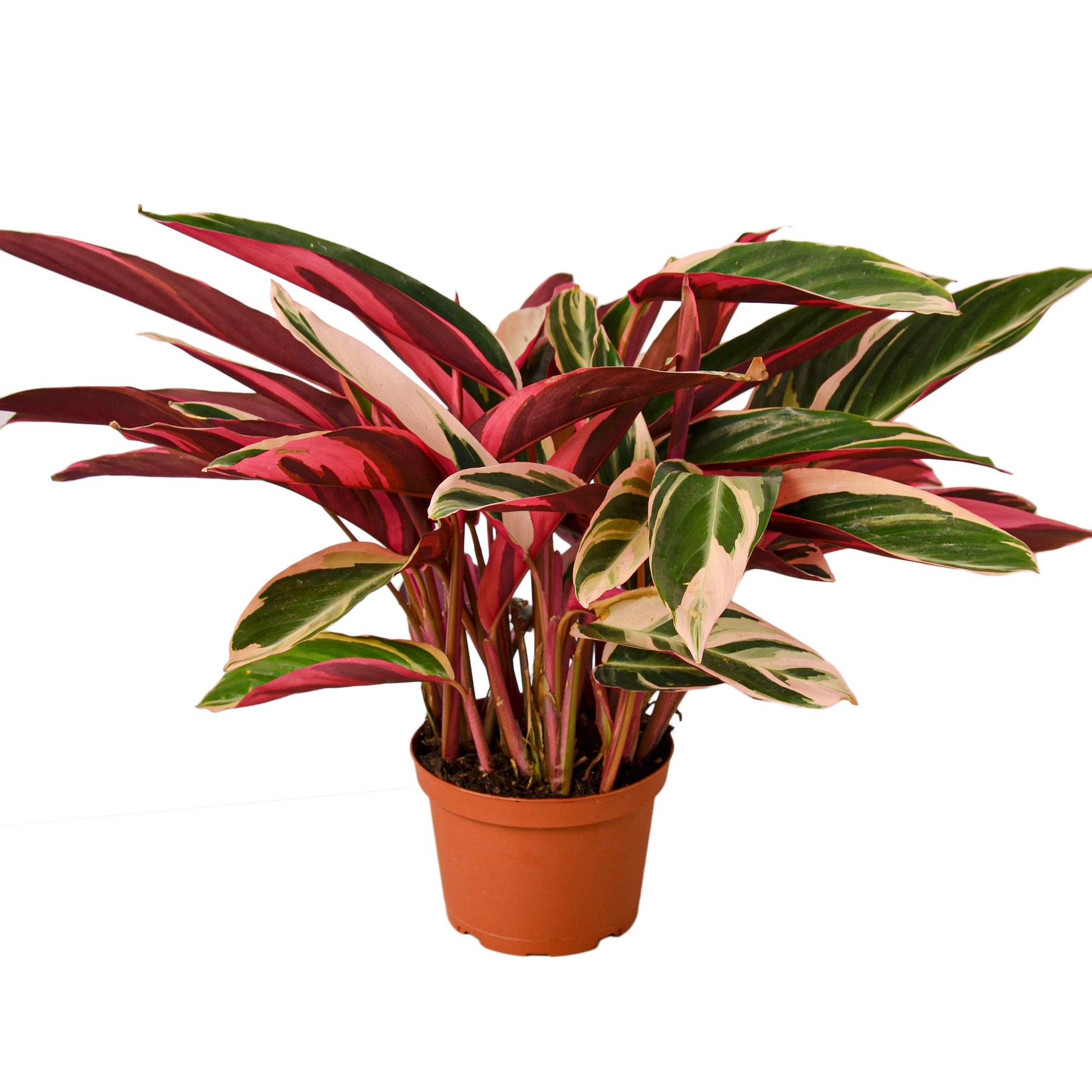 Calathea Triostar (Stromanthe Sanguinea)
