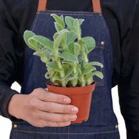 Tradescantia Sillamontana (White Velvet)