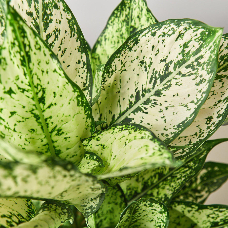 Aglaonema Chinese Evergreen 'First Diamond'
