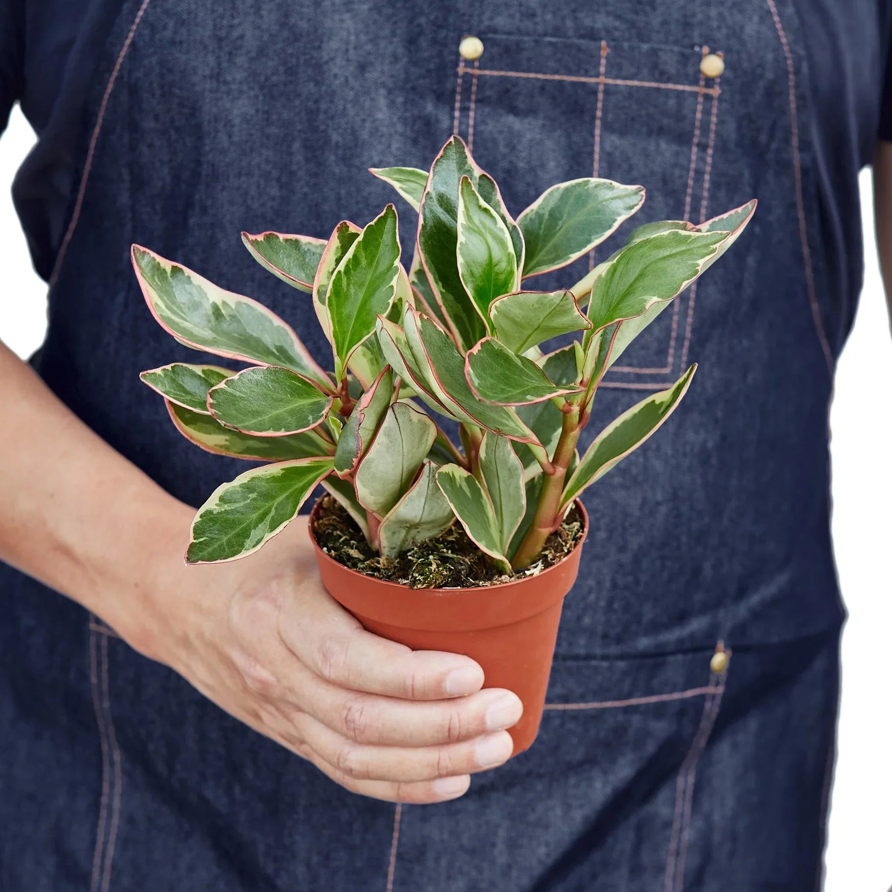 Peperomia Clusiifolia 'Ginny'
