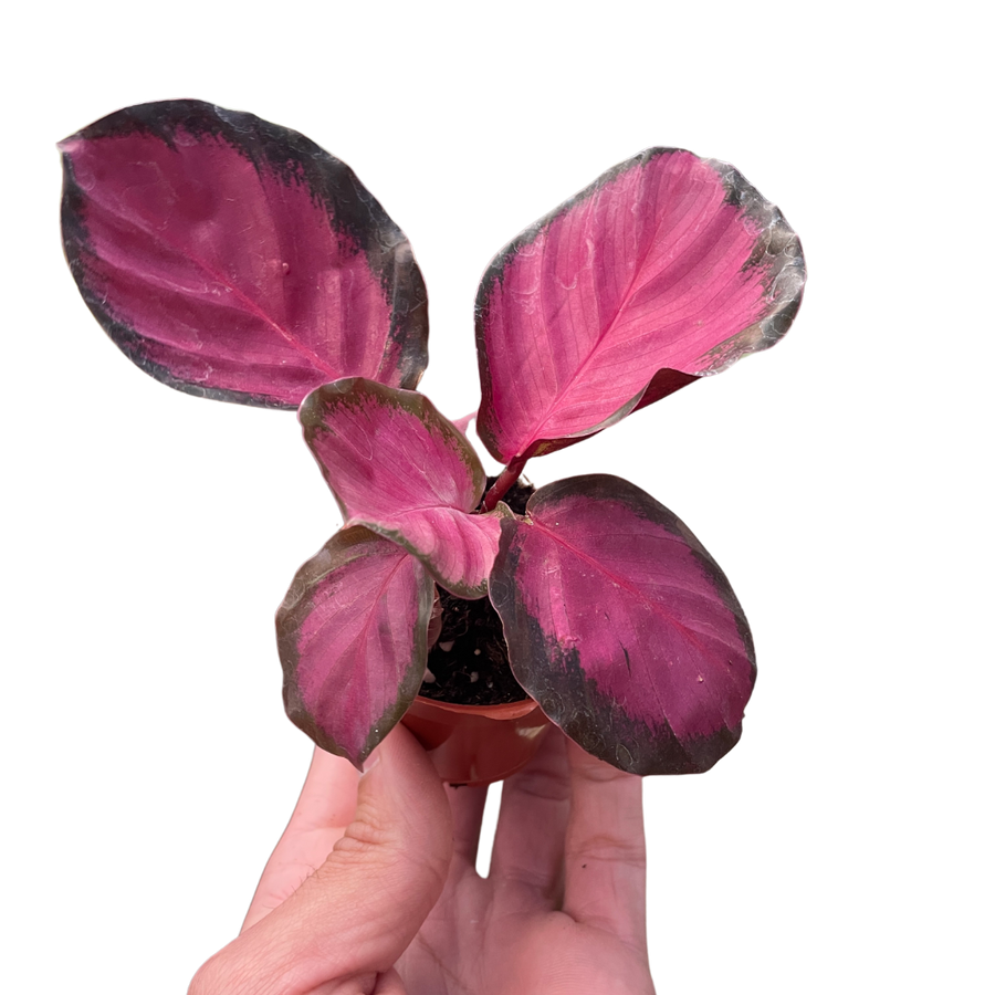 Calathea Roseopicta Crimson