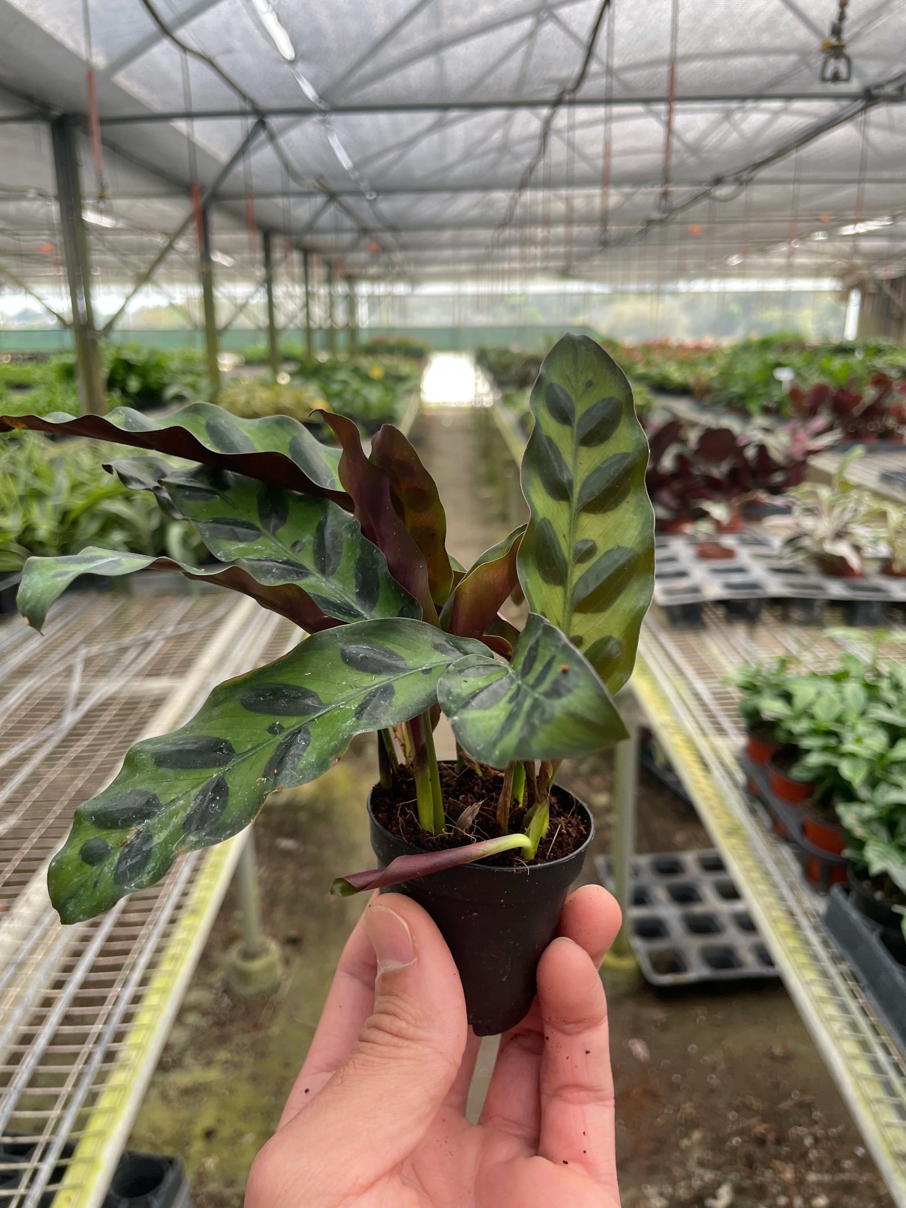 Calathea Rattlesnake Lancifolia