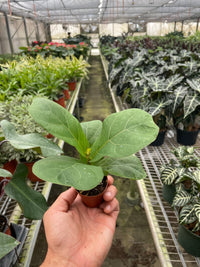 Fiddle Leaf Fig Ficus Lyrata