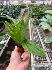 Monstera Peru Karstenianum