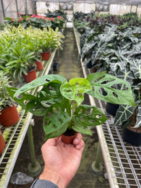 Monstera Adansonii