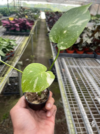 Monstera Deliciosa 'Thai Constellation'