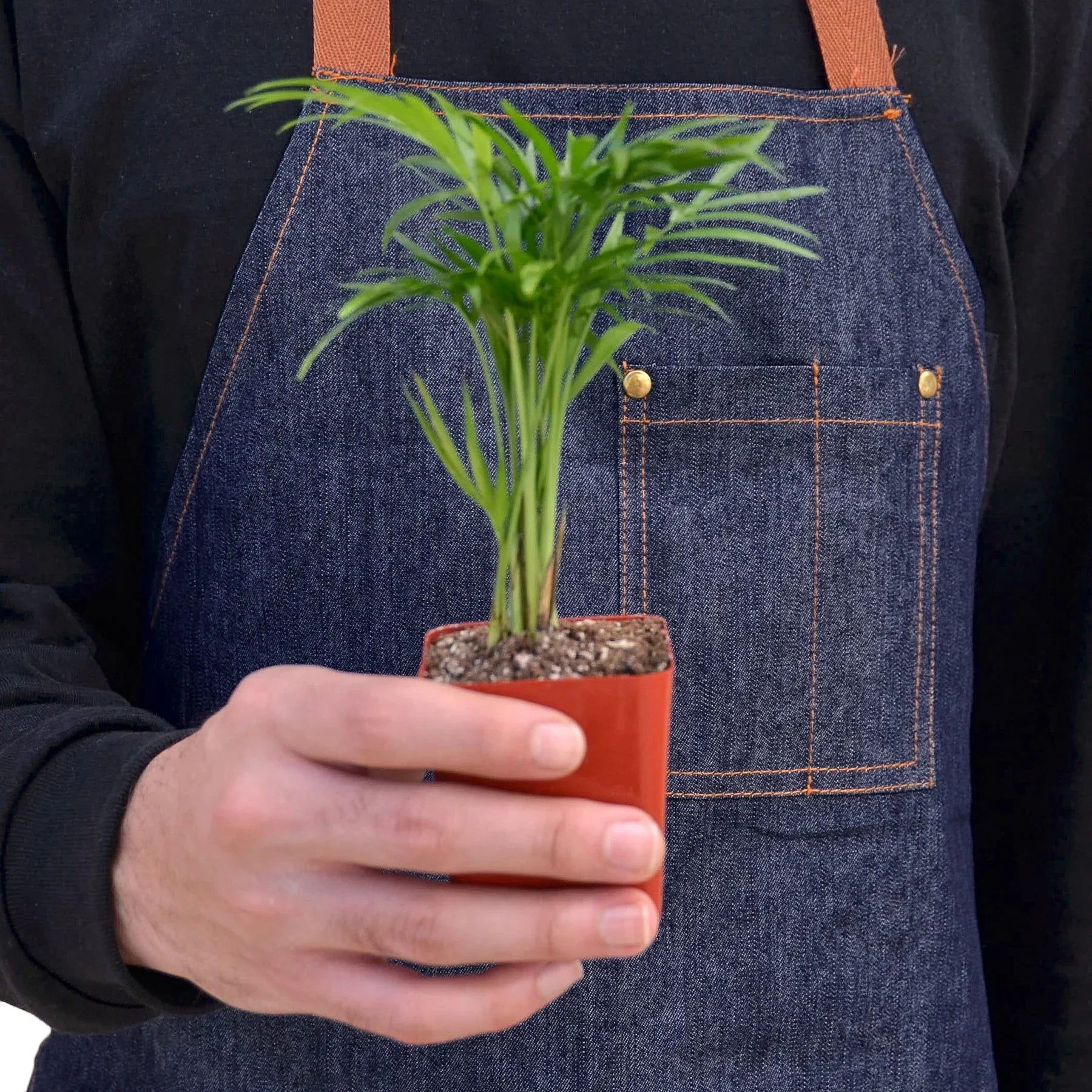 Chamaedorea Elegans Parlor Palm