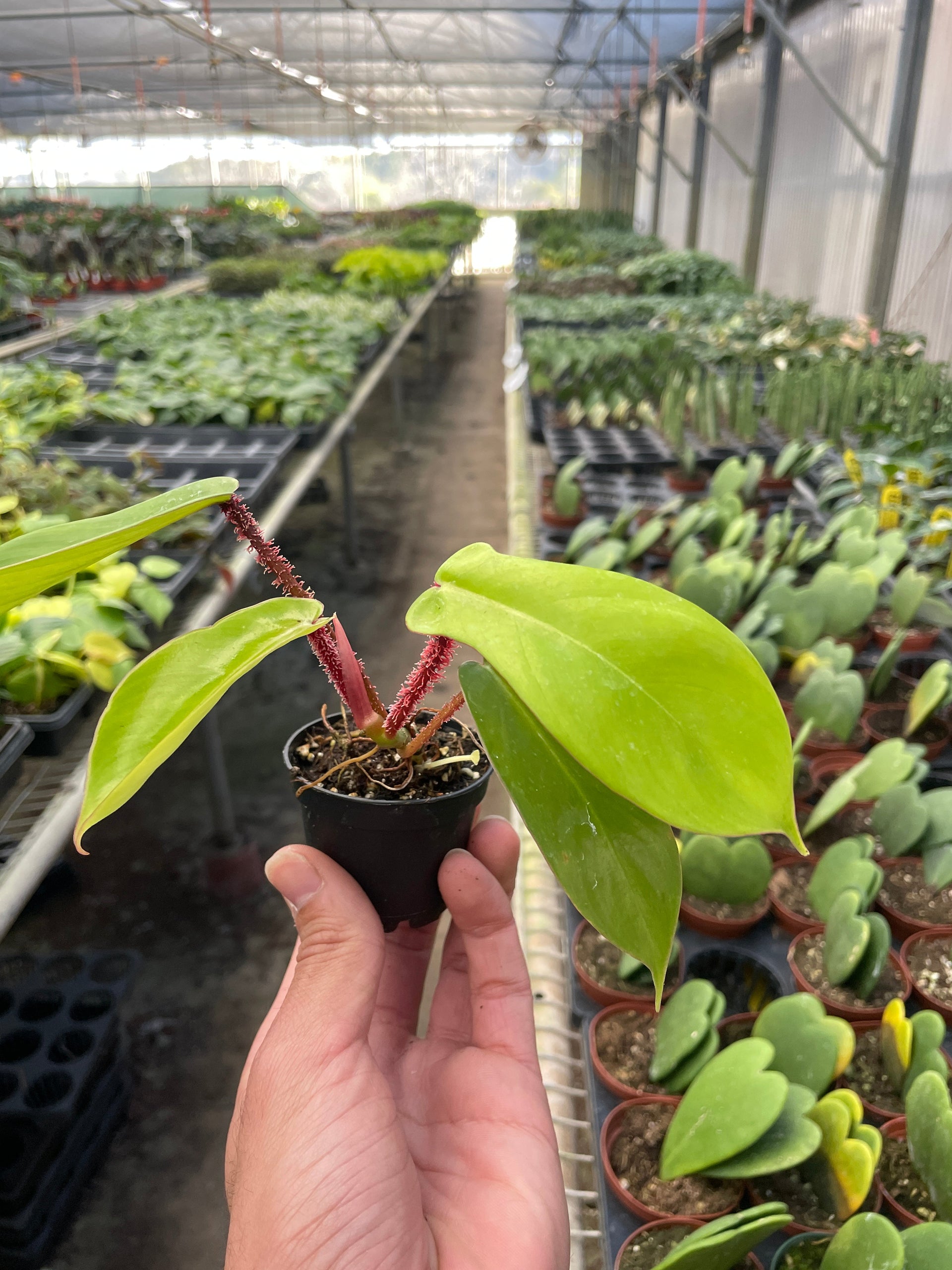 philodendron squamiferum growth Live Philodendron Squamiferum