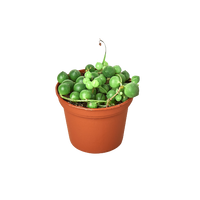 Variegated String of Pearls