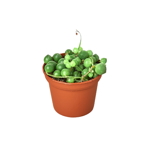 Variegated String of Pearls