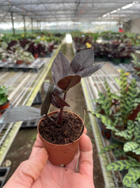 ZZ Zamioculcas 'Black Queen'