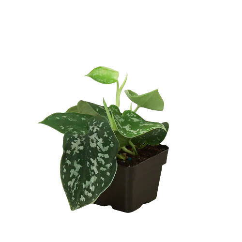 Scindapsus Pictus 'Argyraeus' Satin Pothos