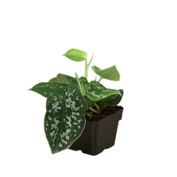 Scindapsus Pictus 'Argyraeus' Satin Pothos