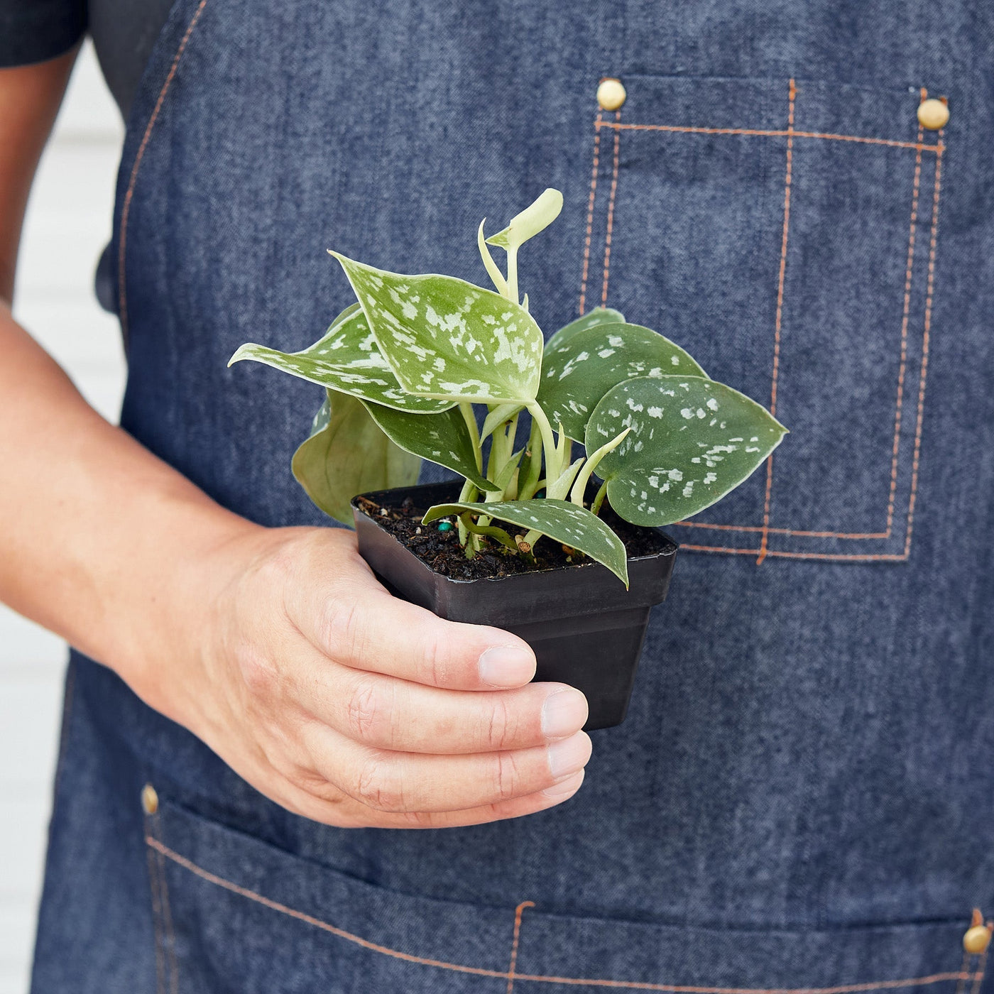 satin pothos moisture meter Live Scindapsus Pictus 'Argyraeus