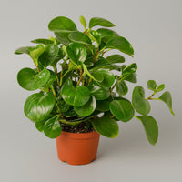 Peperomia Radiator Thailand