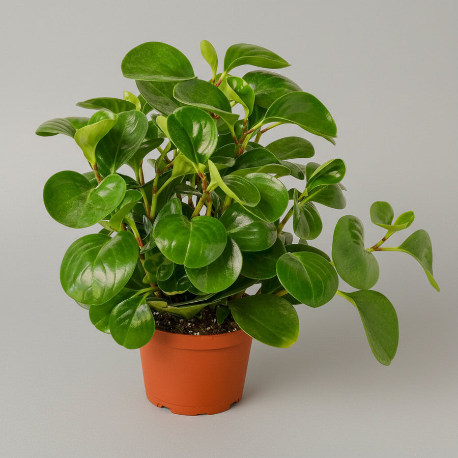 Peperomia Radiator Thailand