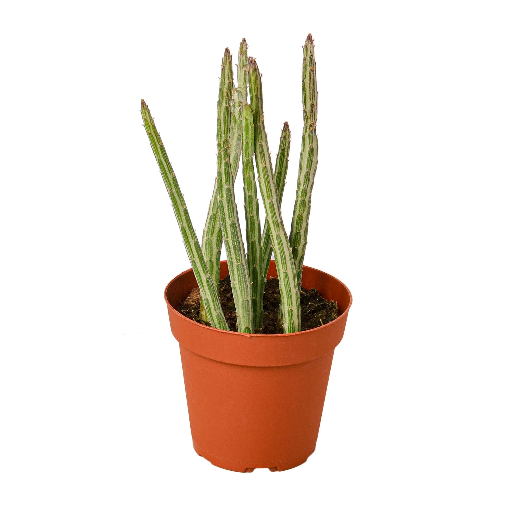 candy stick plant succulent The Snobby Leaf | Senecio Stapeliiformis Pickle Plant - 4 inch Pot