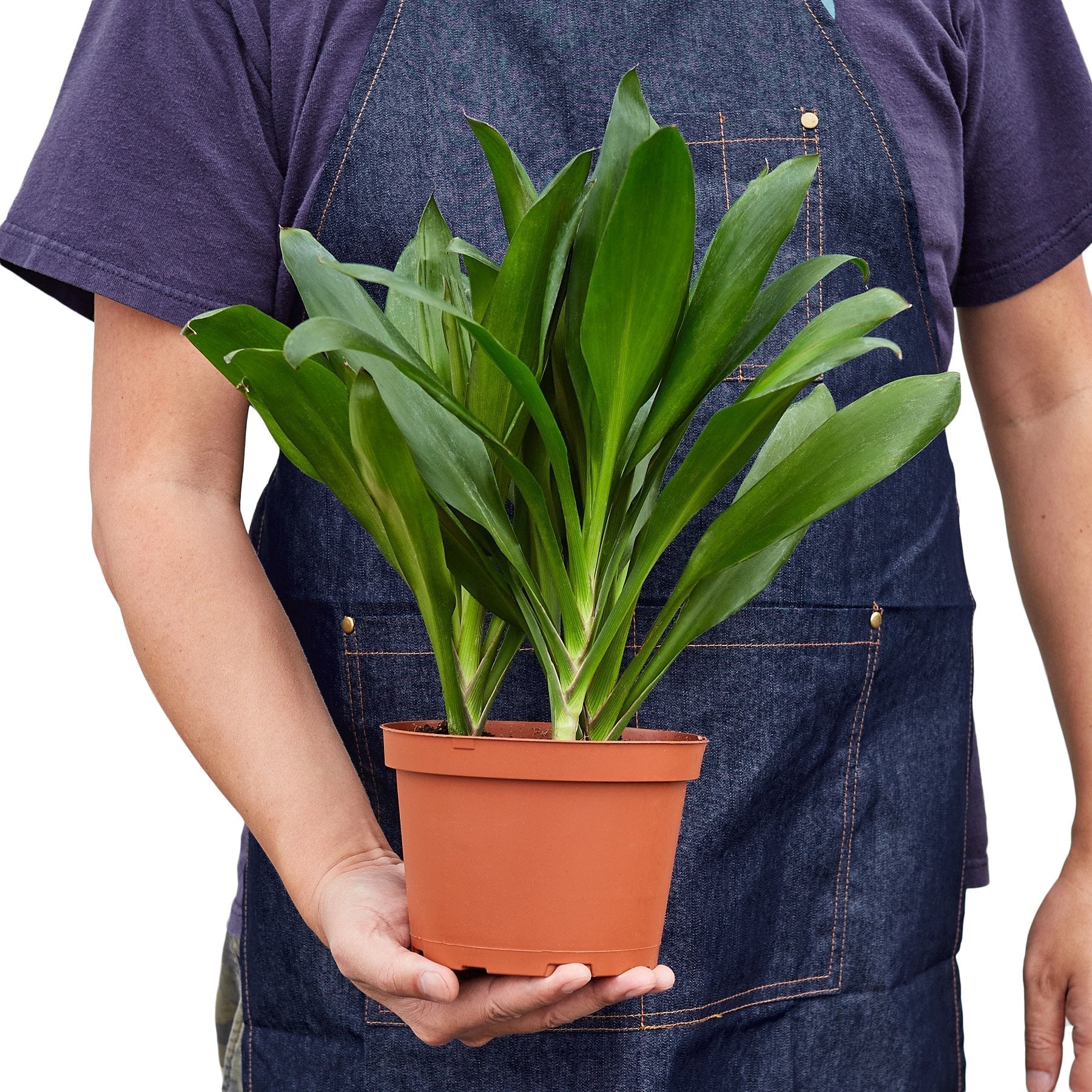 Cordyline Fruticosa Glauca