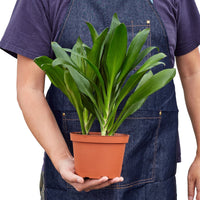 Cordyline Fruticosa Glauca