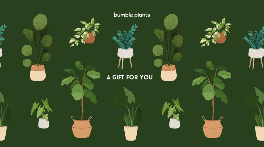Bumble Plants Gift Card - Bumble Plants