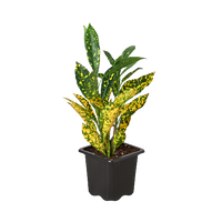 Codiaeum 'Gold Star Dust' Croton