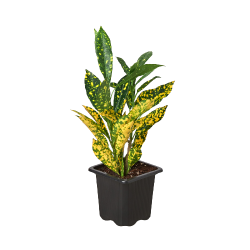 Codiaeum 'Gold Star Dust' Croton