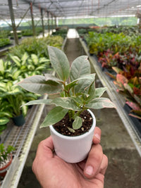 Ficus Elastica Tineke Variegated Rubber Plant