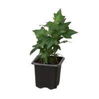 Hedera Helix 'Green California' English Ivy
