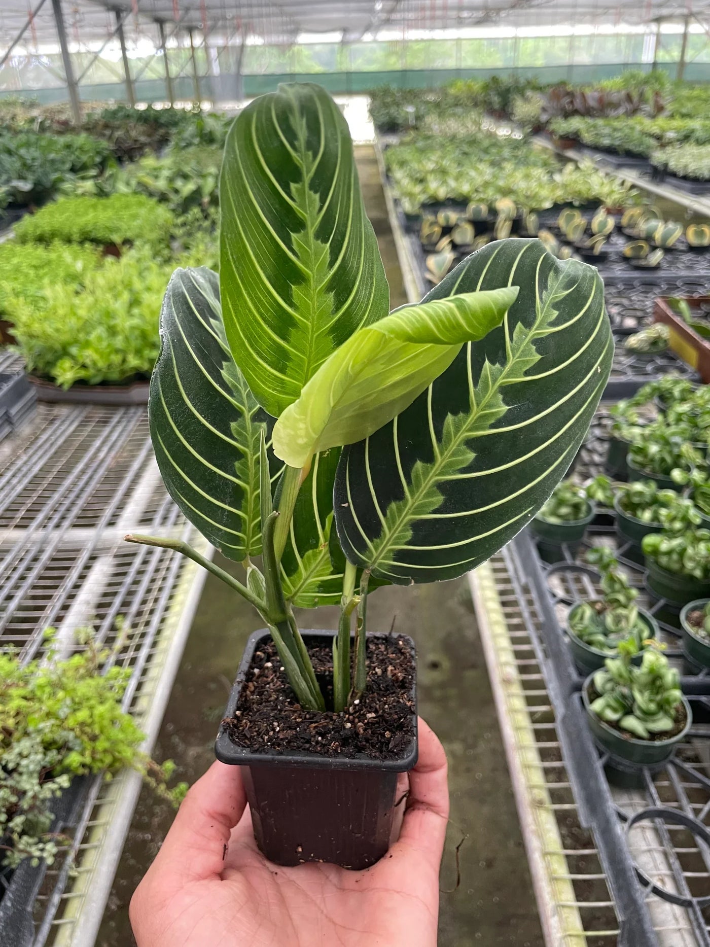 cherry lime prayer plant Calathea Maranta Lemon Lime Prayer Plant Nursery 6"
