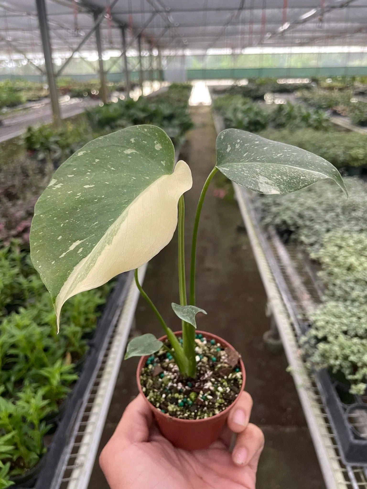 Monstera Deliciosa 'Thai Constellation'