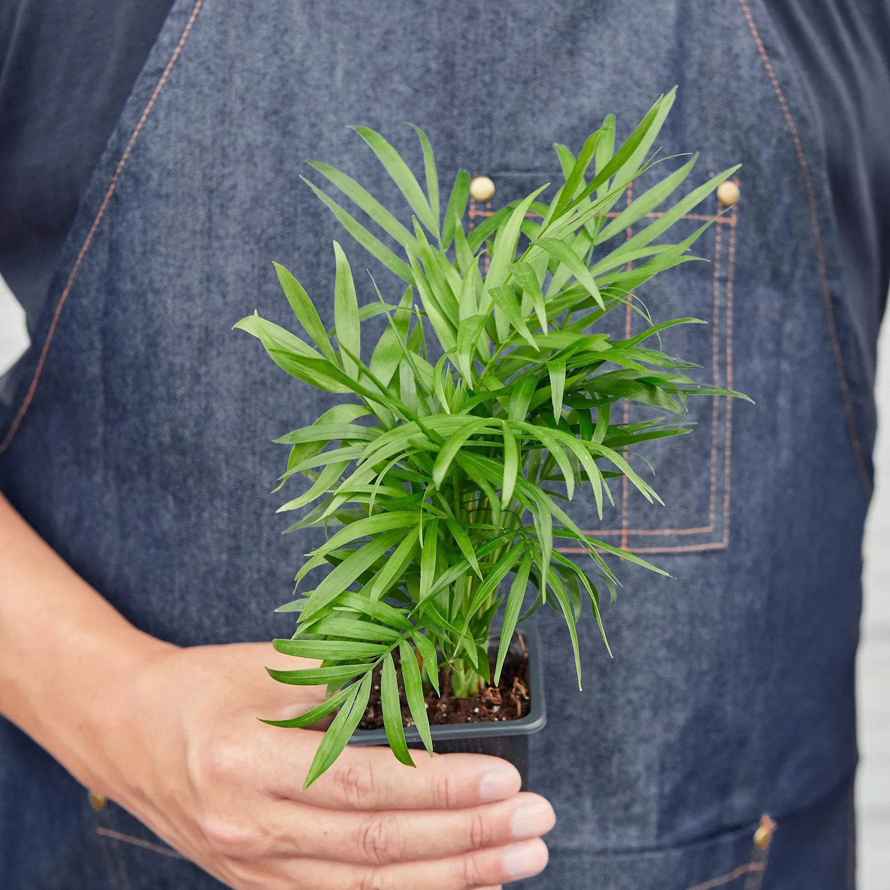 Chamaedorea Elegans Parlor Palm