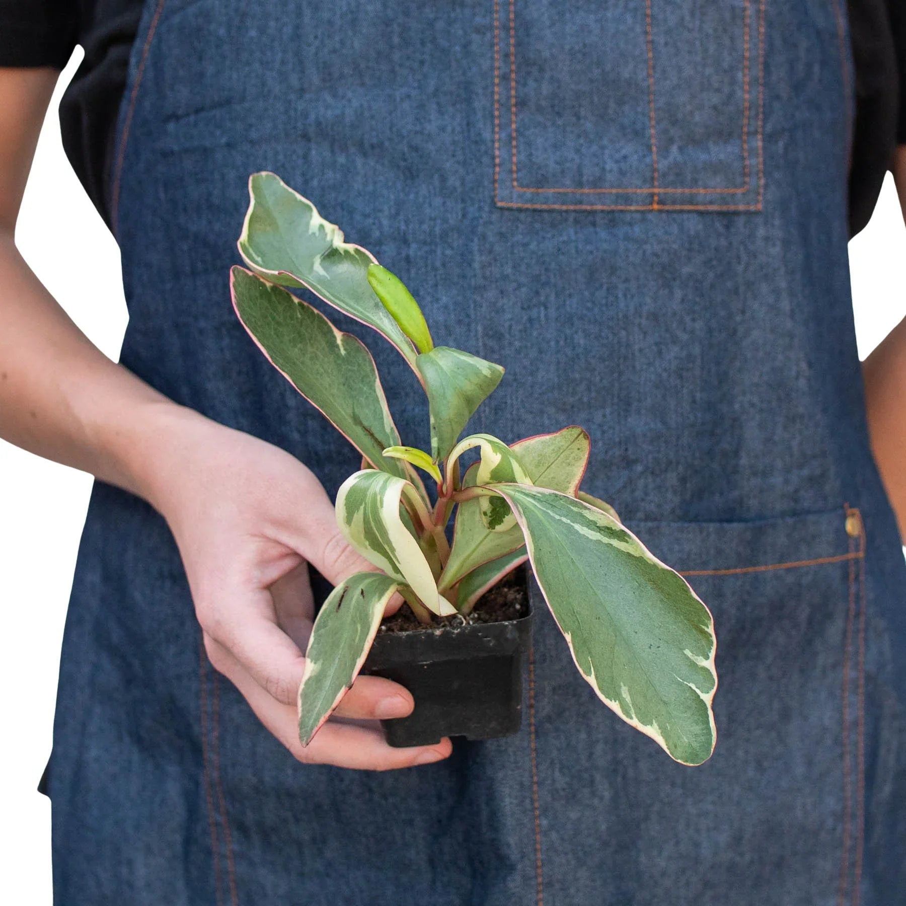Peperomia Clusiifolia 'Ginny'